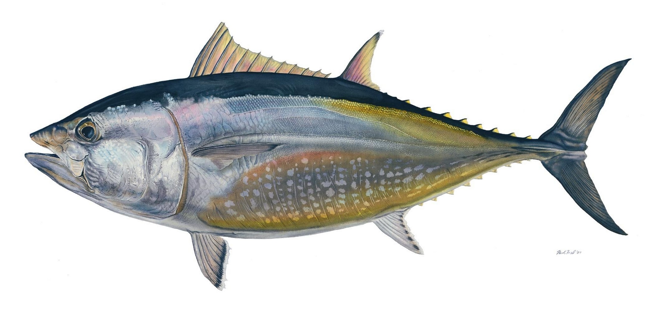 Thunnus thynnus (Linnaeus, 1758)